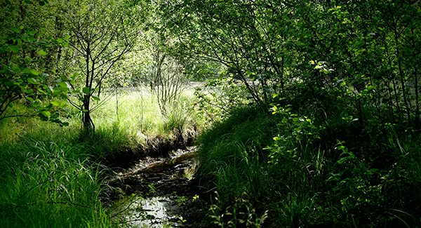 medio_ambiente4 medio ambiente