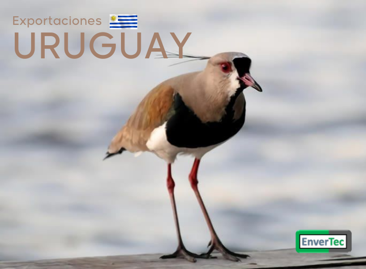 Exportación Uruguay